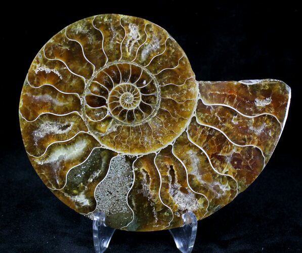 Agatized Ammonite Fossil (Half) #21159